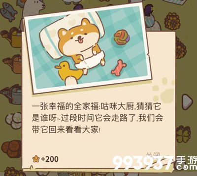 动物餐厅柴犬小宝的照片