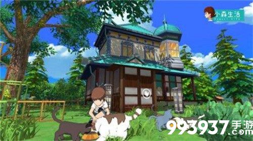 小森生活猫图片1