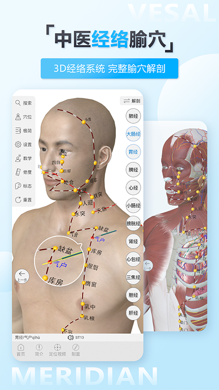 维萨里3D解剖截图 (3)